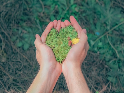 Faded picture showing two hands cupping green plant with yellow and red tinge. Background is woodland floor with green leaves and scattered branches. 