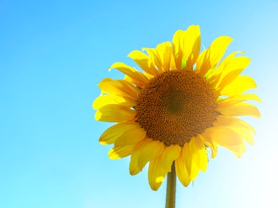 Bright sunflower at front of the frame with bright blue skies behind. Can see flower head, a bit of stem, and corner of sunlight in the bottom right corner.