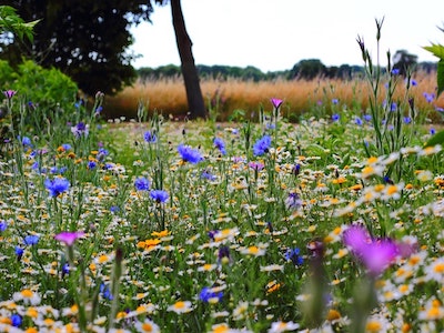 Colourful field of flowers, predominately blue, purple, and yellow, with green grass. Backdrop of a tree and orange field.